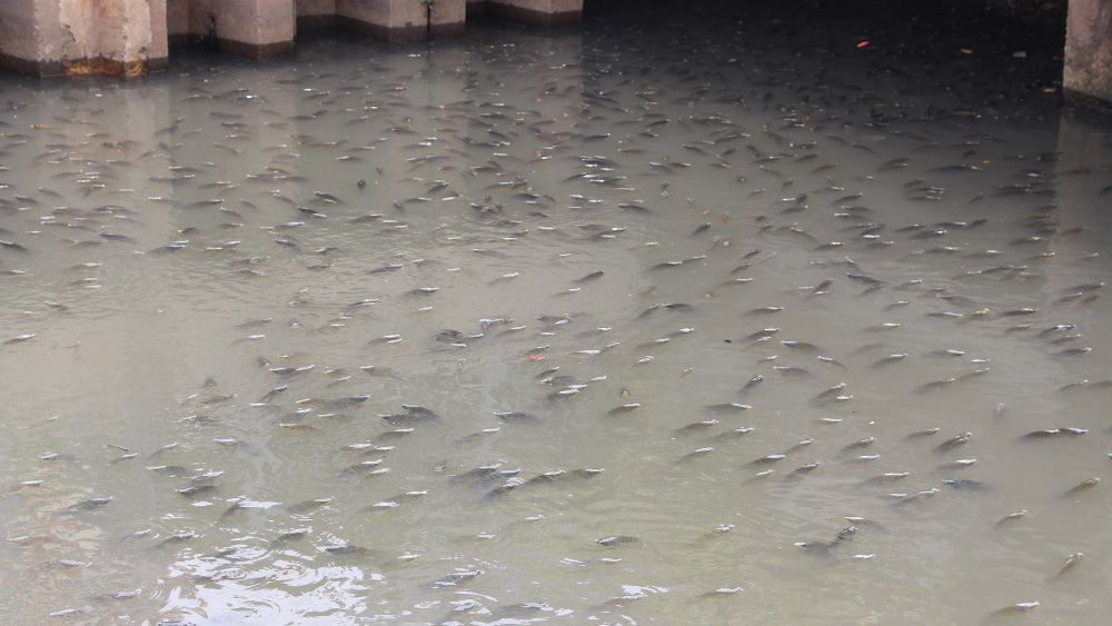 Cá nổi đen kênh Nhiêu Lộc – Thị Nghè - Ảnh 2