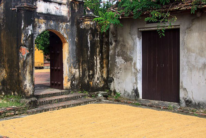 Phơi lúa trước sân nhà cổ trong làng Đường Lâm - Ảnh: Nguyễn Hữu