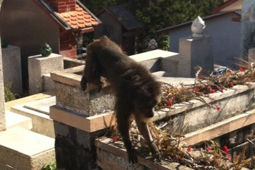Chú khỉ hoang trong nghĩa trang Du Sinh - Ảnh: Lâm Viên