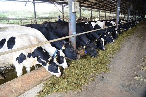 Tổng đàn bò cung cấp sữa cho Vinamilk hiện nay bao gồm các trang trại của Vinamilk và bà con nông dân có ký kết hợp đồng bán sữa cho Vinamilk là hơn 80.000 con bò, mỗi ngày cung cấp gần 600 tấn sữa tươi nguyên liệu