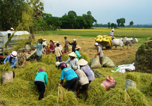 Trọng tâm của Đề án tái cơ cấu ngành lúa gạo phải cải thiện và nâng cao thu nhập người trồng lúa