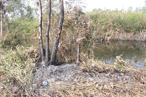Nhiều thân cây tràm bị cháy đen, cạnh khu vực rơi là con kênh