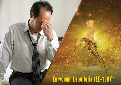 Nhờ tinh chiết bằng công nghệ hiện đại, Eurycoma Longifolia giúp nam giới sản sinh testosterone nội sinh hiệu quả, an toàn, duy trì sức khỏe và sinh lý bền vững