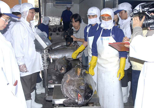 BIDIFISCO thu mua toàn bộ 100 con cá ngừ do ngư dân Bình Định đánh bắt theo công nghệ và thiết bị Nhật Bản