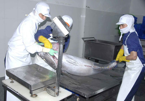 Cá ngừ được đưa vào kho lạnh của BIDIFISCO