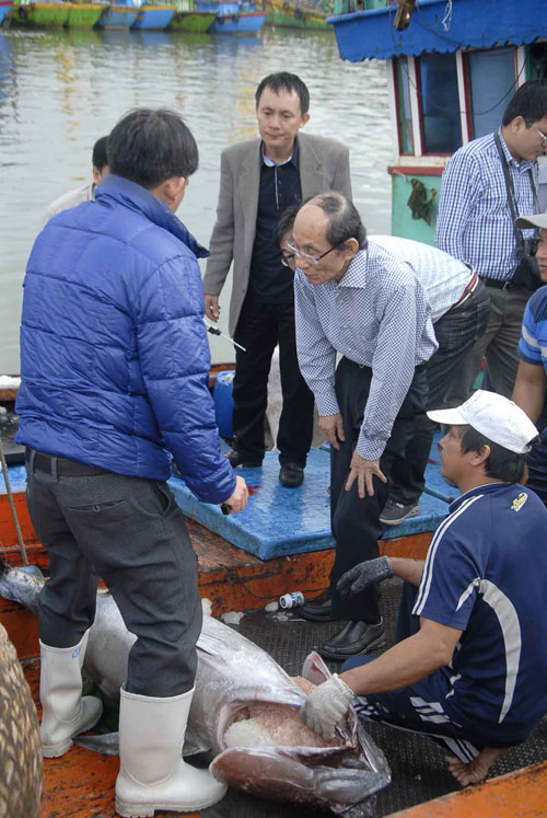 Ông Masakazu Shoga (đeo kính, ở giữa) xuống tận tàu cá của ngư dân Bình Định để kiểm tra chất lượng cá ngừ đại dương