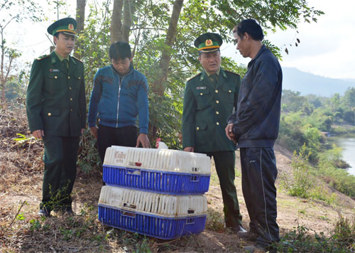 Lực lượng bộ đội biên phòng tạm giữ số gà không có giấy tờ hợp lệ - Ảnh: Nguyễn Phúc