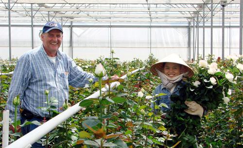 Ông Thomas Hooft hướng dẫn công nhân thu hoạch hoa - Ảnh: Lâm Viên