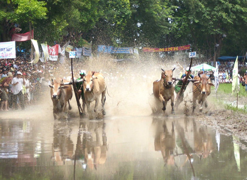 Lễ hội Đua bò ở Bảy Núi, An Giang sôi động, hào hứng và nhân văn - Ảnh: Thanh Quốc