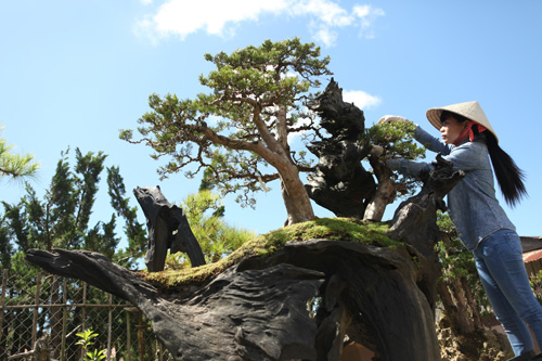 Chị Nguyễn Ngọc Tuyền đang chăm sóc tùng bonsai - Ảnh: Ngọc Hải 