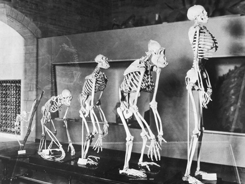 Quá trình tiến hóa của con người chưa hề dừng lại bất chấp sự thay đổi về xã hội - Ảnh: Hulton Archive