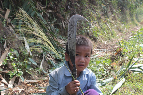 Tuy còn nhỏ, thế nhưng việc cầm rựa chặt cây đã “nhuần nhuyễn” với những đứa trẻ vùng cao