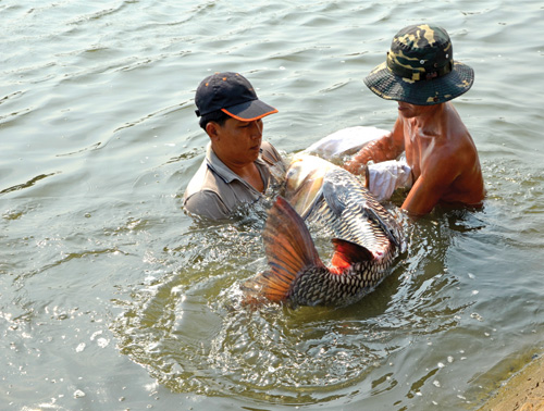 Cá hô “huyền thoại” tại Trung tâm quốc gia giống thủy sản nước ngọt Nam bộ - Ảnh: Thu Hà 