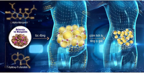 Bổ sung các chất sinh học thiên nhiên từ Belaunja và Mangastin có trong LIC để làm giảm tích tụ và tăng ly giải mỡ trắng, giúp giảm cân hiệu quả