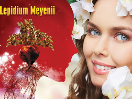 Thảo dược quý Lepidium Meyenii (có trong sâm Angela) giúp phái đẹp duy trì sức khỏe, sắc đẹp và sinh lý nữ hiệu quả, an toàn