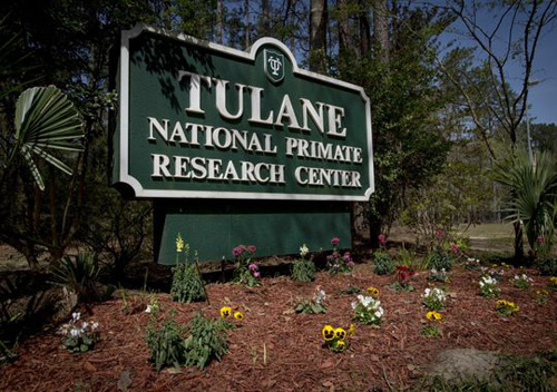 Trung tâm nghiên cứu linh trưởng quốc gia Tulane ở bang Louisiana - Ảnh: Đại học Tulane 