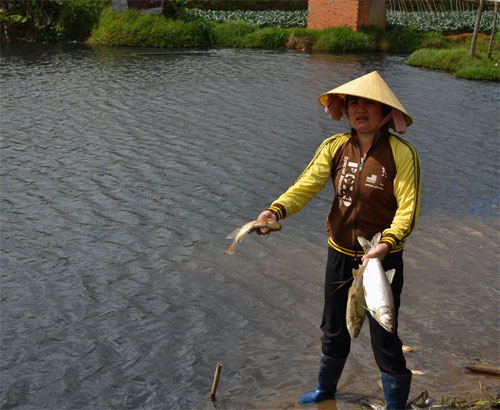 Hồ Dã Chiến bị ô nhiễm nghiêm trọng làm các chết hàng loạt