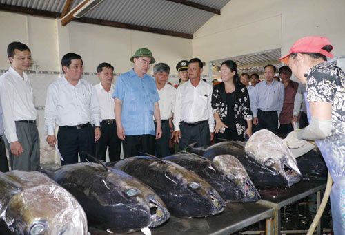 Ông Nhân thăm cơ sở thu mua cá ngừ đại dương tại Cảng cá Tam Quan