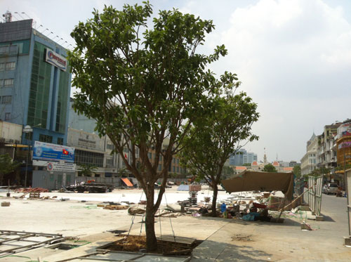 Cây lộc vừng trồng trên đường Nguyễn Huệ được cho là không đủ tạo bóng mát - Ảnh: Đình Phú