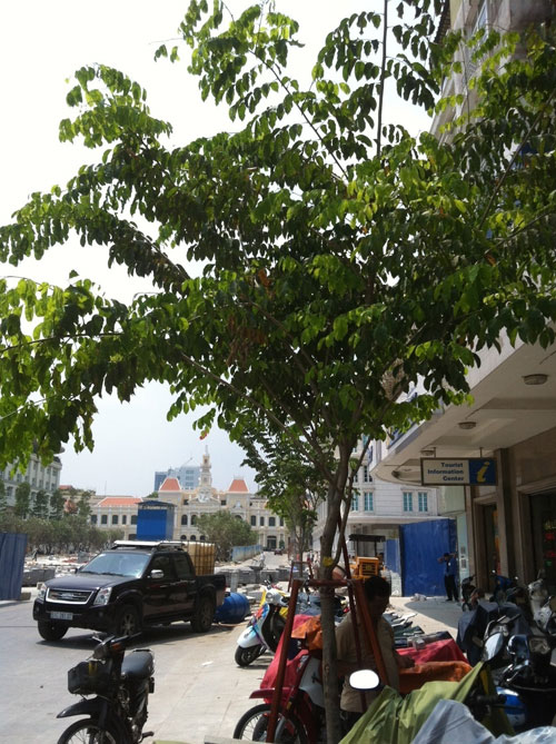 Cây giáng hương trên đường Nguyễn Huệ sẽ được thay thế cây cùng chủng loại nhưng có kích thước lớn hơn - Ảnh: Đình Phú