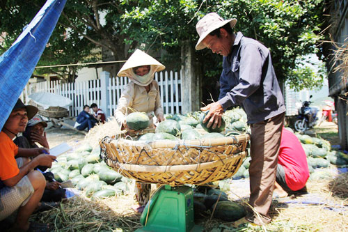 Vụ dưa hấu đầu tiên trong năm 2015 tại Phú Ninh mất mùa so với cùng kỳ năm ngoái