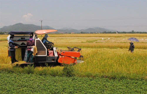 Những máy gặt được HTX Hương Long ký hợp đồng mới được ra đồng gặt lúa