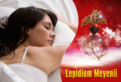 Thảo dược Lepidium Meyenii (có trong sâm Angela) chăm sóc hệ trục não bộ - tuyến yên - buồng trứng, cải thiện chất lượng giấc ngủ cho phụ nữ một cách an toàn, hiệu quả
