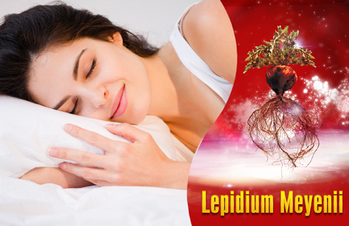 Thảo dược quý Lepidium Meyenii (có trong sâm Angela) giúp phái đẹp có được giấc ngủ ngon và làn da khỏe mạnh