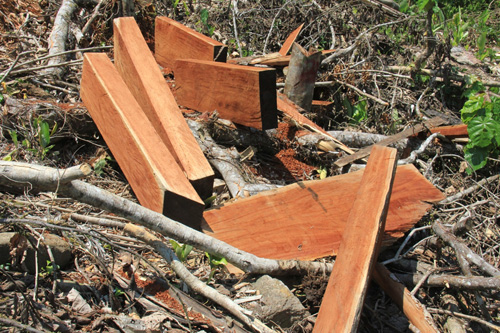 Những khối gỗ còn tại hiện trường khu vực rừng thôn Nước Biếc, xã Trà Thọ được PV Thanh Niên Online ghi lại vào ngày 25.5 vừa qua - Ảnh: Hiển Cừ