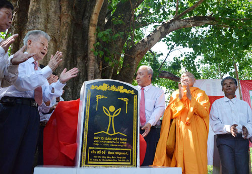 Gắn biển công nhận Cây di sản VN đối với cây bồ đề - Ảnh: Nguyên Bình