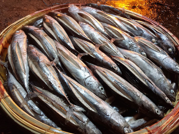 Thông Tin Về Cá Lồ Ồ