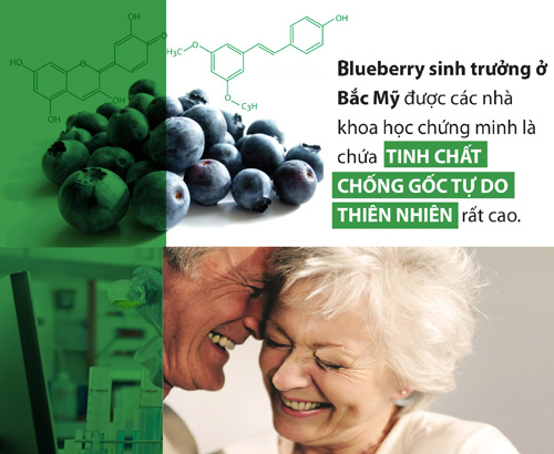 Tinh chất thiên nhiên từ Blueberry có trong OTiV giúp bảo vệ mạch máu não, phòng ngừa đột quỵ