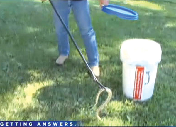Một bản tin trên Đài CBS News cho thấy hạn hán khiến rắn đuôi chuông vào nhà - Ảnh: Chụp từ clip