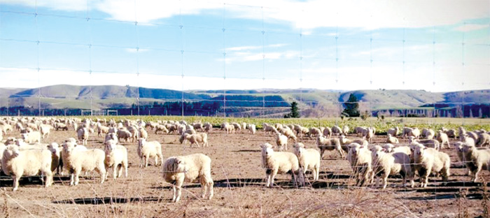  Những cánh đồng hàng ngàn con cừu