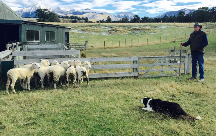 Chó Blue quản thúc đàn cừu theo mệnh lệnh chủ nhân -  Ảnh: Hà Ánh
