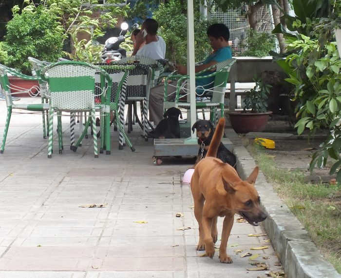  Chó được thả rông, không rọ mõm tại chung cư Thái An - Ảnh: Hải Nam