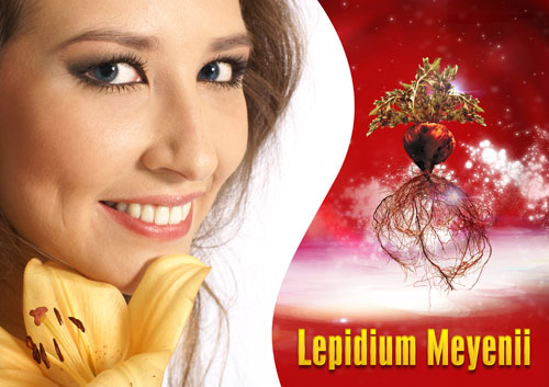 Thảo dược Lepidium Meyenii có trong sâm ANGELA giúp ổn định bộ hormone nữ, cải thiện kinh nguyệt, duy trì sức khỏe và sinh lý tuổi trung niên
