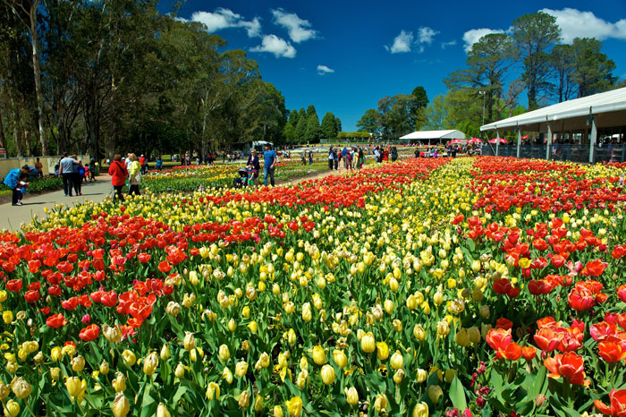 Lễ hội hoa Floriade (Úc) -  Ảnh: Shutterstock