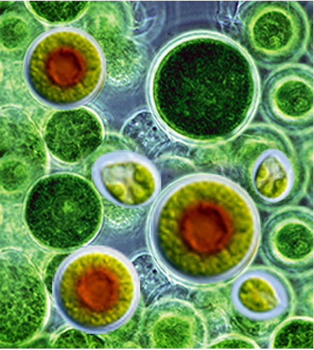 Chiết xuất Astaxanthin từ vi tảo lục được chứng minh là một trong những dược liệu từ thiên nhiên có khả năng chống oxy hóa vượt trội
