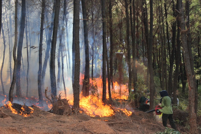 Ngọn lửa thiêu rụi ít nhất 5 ha rừng thông đang kì khai thác