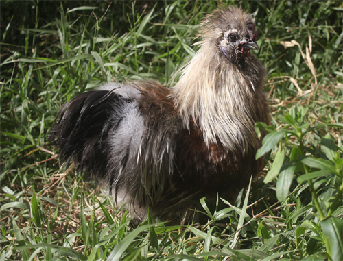 Một con gà lông xù trưởng thành trong trang trại