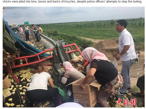 Dân địa phương tranh thủ “hốt” gà con - Ảnh chụp màn hình trang tin Shanghaiist