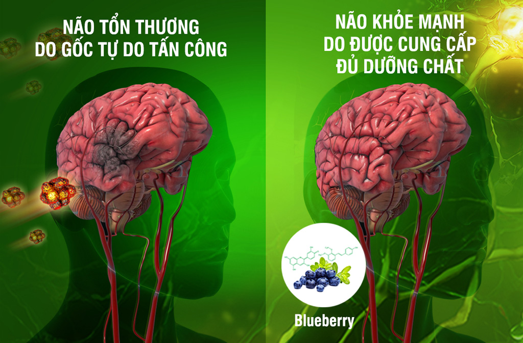 Tinh chất thiên nhiên từ Blueberry có trong OTiV giúp chống gốc tự do, chăm sóc não và cải thiện mất ngủ - Ảnh : H. Bảo
