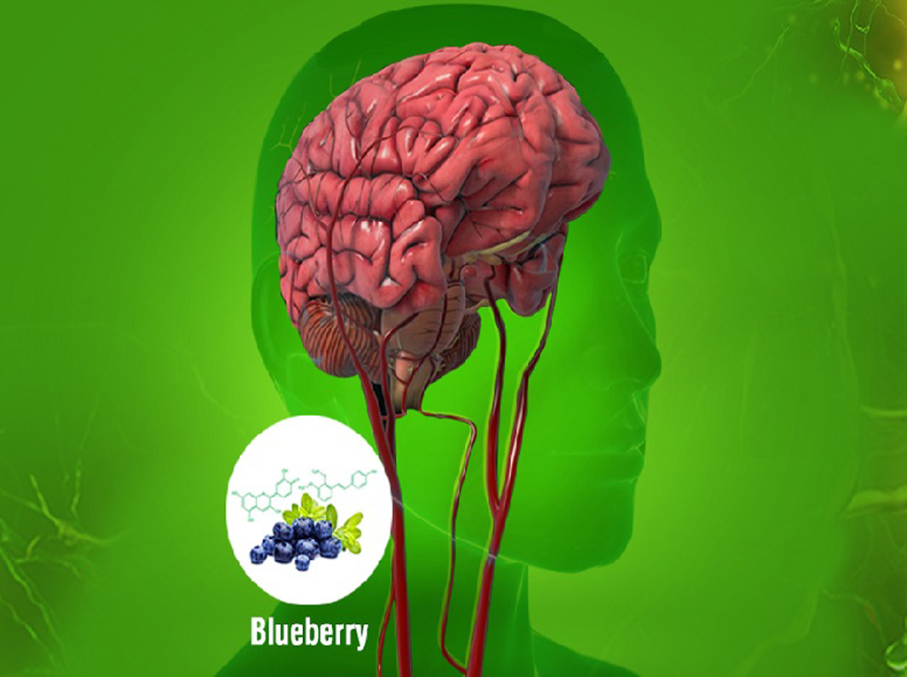 Tinh chất thiên nhiên từ Blueberry có trong OTiV giúp chống gốc tự do, dự phòng sớm đột quỵ - Ảnh: H. Bảo