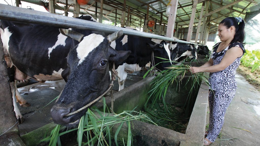 Hộ chăn nuôi bò sữa tại huyện Củ Chi, TP.HCM