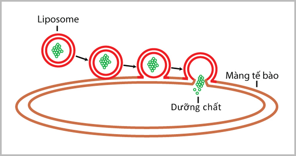 Hạt Liposome c&oacute; khả năng bảo vệ, vận chuyển v&agrave; đưa dưỡng chất v&agrave;o tận tế b&agrave;o