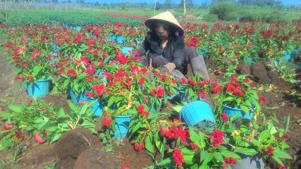 Thông tin người trồng hoa phục vụ tết ở H.Thống Nhất (Đồng Nai) phải đối mặt với tình trạng vườn hoa đang chuẩn bị thu hoạch thì bị kẻ gian phá nát