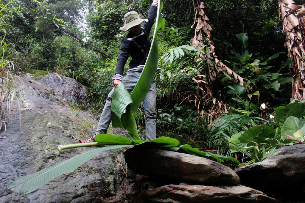 Một thợ săn lá trẻ đứng trên mõm đá nhiều rêu xanh “thu hoạch” mẻ lá chuối rừng vừa tìm thấy được