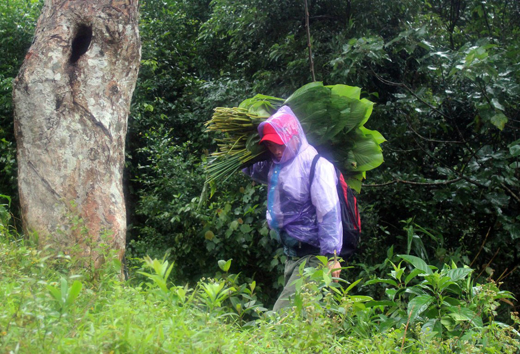 Anh Chu Quốc Hùng (23 tuổi, ở thôn 3 xã Quảng Kim, huyện Quảng Trạch, Quảng Bình) sau khi “trúng” một mẻ lá ở bên 1 con suối ở đỉnh núi Ông Bô
