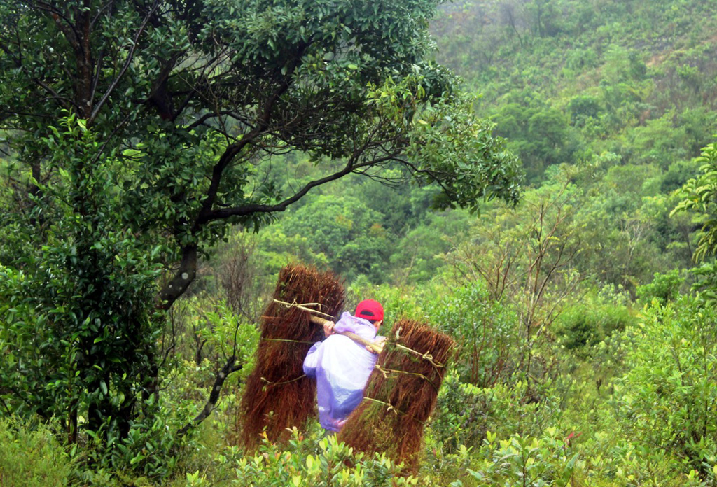 Không chỉ săn lá, thợ săn đôi lúc “tăng thu” bằng các gánh chổi trành (có nơi gọi là bổi) để về bán làm chổi để vệ sinh ngày tết